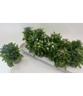 Myosotis mix pot 10.5