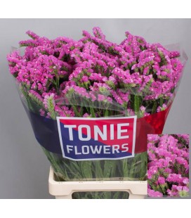 Statice Etern pink 75 cm