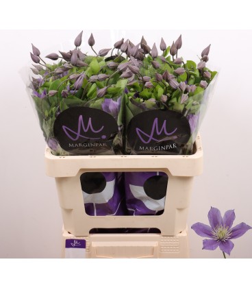 Clematite Amazing Sofia 60 cm