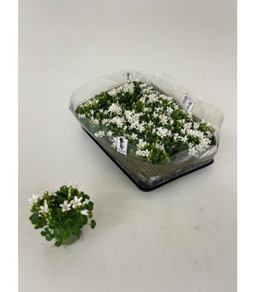 Campanule Portenschia  10.5 BLANCHE