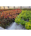 Coleus mix Ø 13