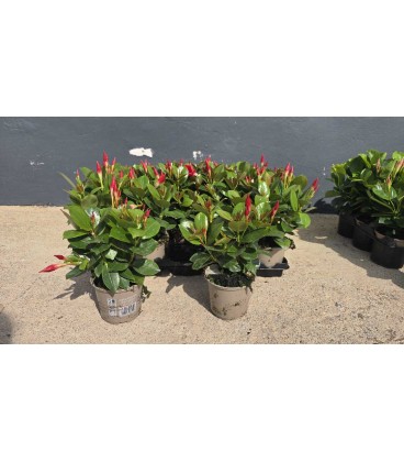 Dipladenia Rouge 10.5