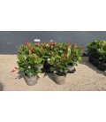Dipladenia Rouge 10.5
