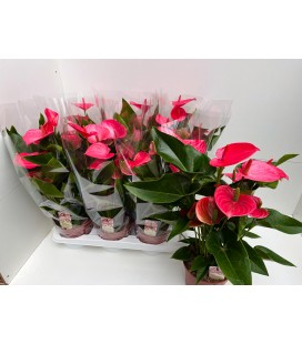 Anthurium Melito Ø 17