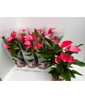 Anthurium Melito Ø 17