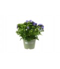 Campanule Blue like mee Ø 10.5