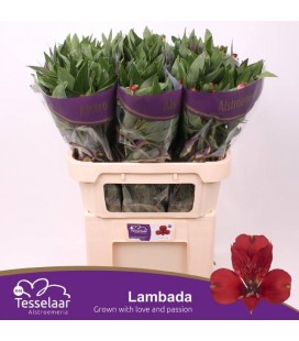 Alstromeria Lambada 