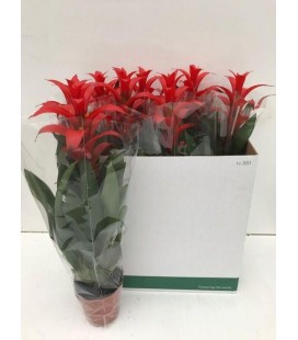 Guzmania Allura Pot de 12 h35