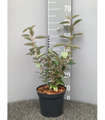 Elaeagnus ebbingie Ø 19