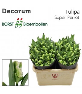Tulipe Super Parrot