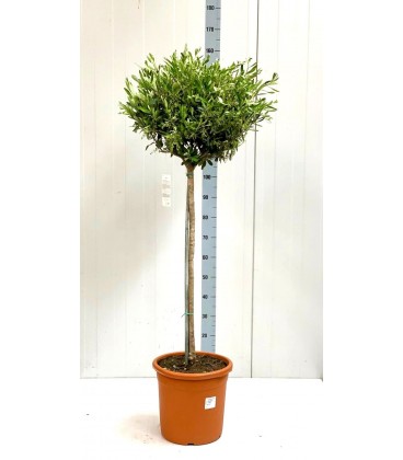 Olivier Ø 34 cm H 180