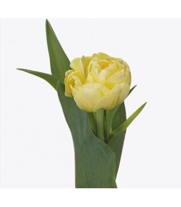 Tulipe double Yukon