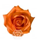 Rose Equateur Joy 50 cm x 25