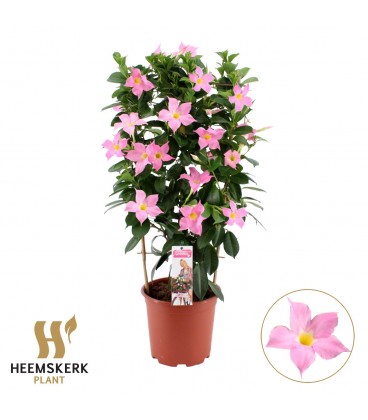 Dipladenia Summerst ey Ø 19 h 75