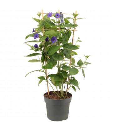 Thunbergia Ø 17 h 70