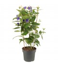Thunbergia Ø 17 h 70