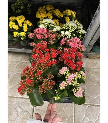 Kalanchoe FR fleur double Ø10