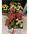 Kalanchoe FR fleur double Ø10