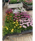 Osteospermum Ø10 FR