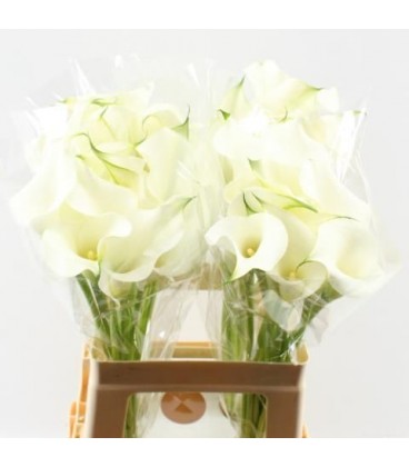Calla captain ventura 60 cm