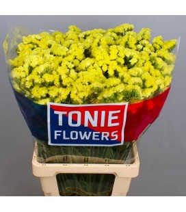 Statice can sun birds 80 cm