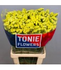 Statice can sun birds 80 cm