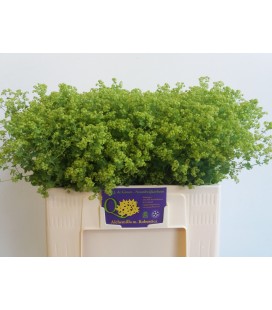  Alchemille robustica 55 cm
