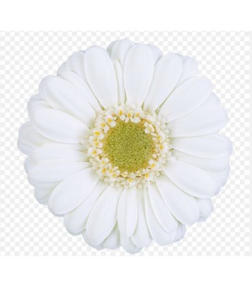 Germini albino 
