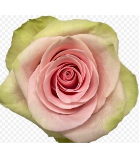 Rose equ Absolut in pink 50cm x25