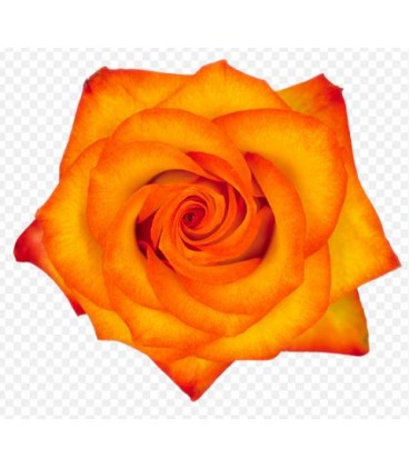 Rose Equat Hight  et  magic 25*60cm