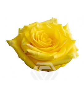 Rose Equat High yellow magic 25*50c