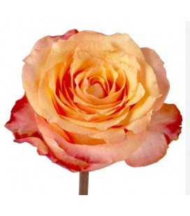 Rose equat twilight 25*50 cm