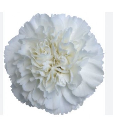 Oeillet Moonlight 70 cm *20