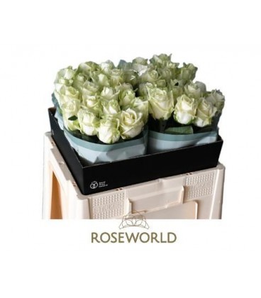Rose White Naomie 55 cm