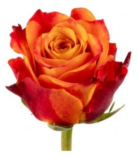 Rose Atomic 50 cm