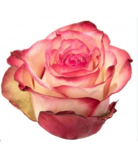 Rose Paloma 60 cm