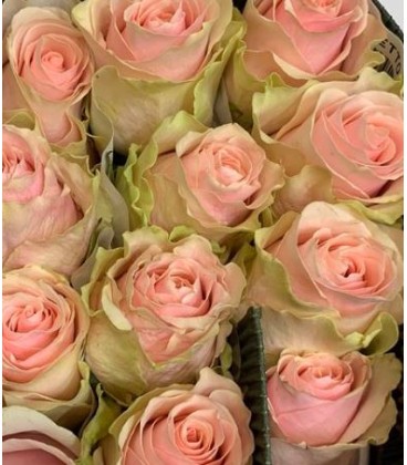 Rose Frutteto 50 cm