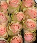 Rose Frutteto 50 cm