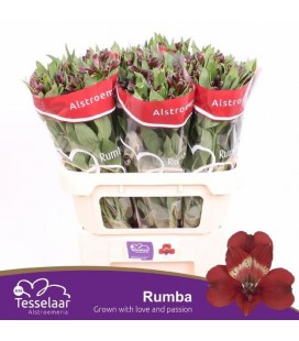 Alstromeria Rumba