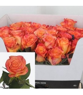 Rose New Horizon 60 cm