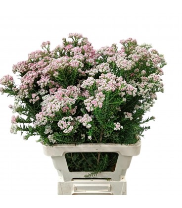 Ozothamus cooks pink 70 cm