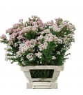 Ozothamus cooks pink 70 cm