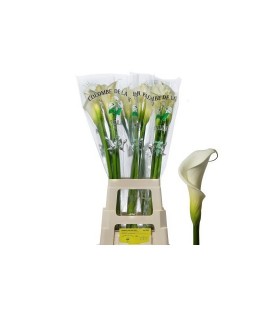 Calla Colombe paix 80 cm