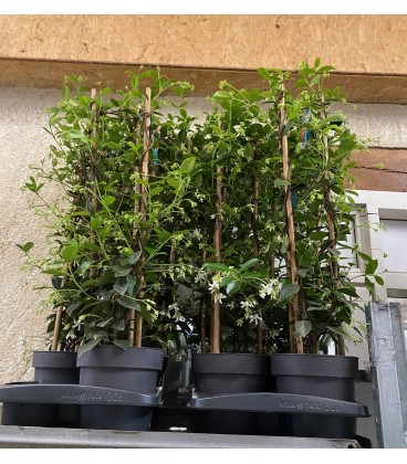 Jasmin Trachelospernum Rose Ø 17