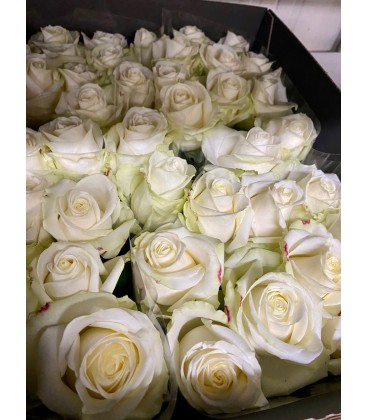 Rose Avalanche 70 cm