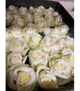 Rose Avalanche 70 cm