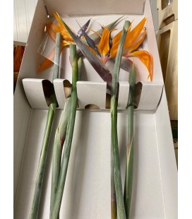 Strelitzia 95 cm x 6