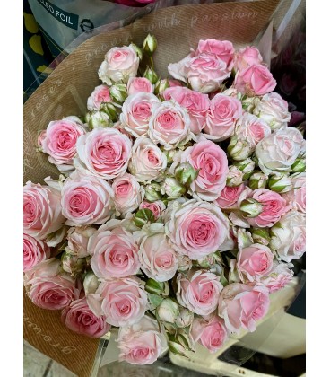 Rose Branchue Mini eden 55 cm
