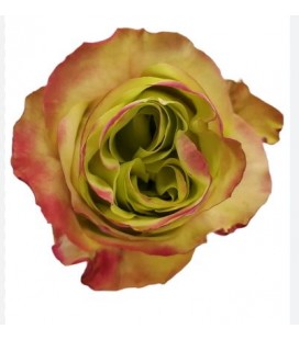 Rose equat Journey 50 cm x 25