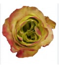 Rose equat Journey 50 cm x 25